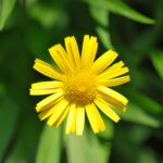 Buphthalmum_salicifolium_01