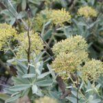 Bupleurum_handiense_221734960
