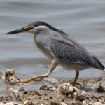 Butorides_striatus_amurensis