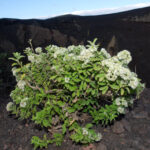 Bystropogon_origanifolius_habitus