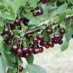 Sour Cherry (Prunus cerasus ‚Achat‘)