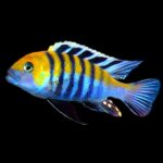 COBUE1png-600×600