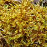 Calliergonella cuspidata