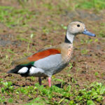 Callonetta_leucophrys_-Rio_Grande,_Rio_Gande_do_Sul,_Brazil_-male-8
