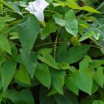Calystegia_sepium_sepium_(aka)