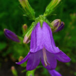 Campanula_sibirica_002