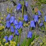 Campanulaceae_-_Campanula_barbata