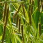 Carex-pseudocyperus-1200×630-proportionalsmallest
