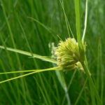 Carex_bohemica_kvet1