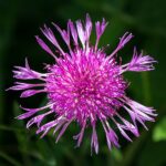 Centaurea_jacea_01