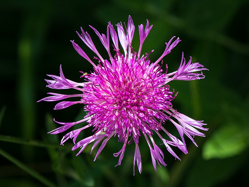 Chrpina luční