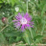 Centaurea_nigrescens_subsp._nigrescens_bgiu