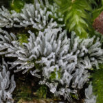 Ceratiomyxa_fruticulosa_California