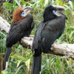 Ceratogymna_atrata_-_Jardin_d’oiseaux_tropicaux_-_DSC04947