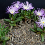 Cerochlamys-pachyphylla1