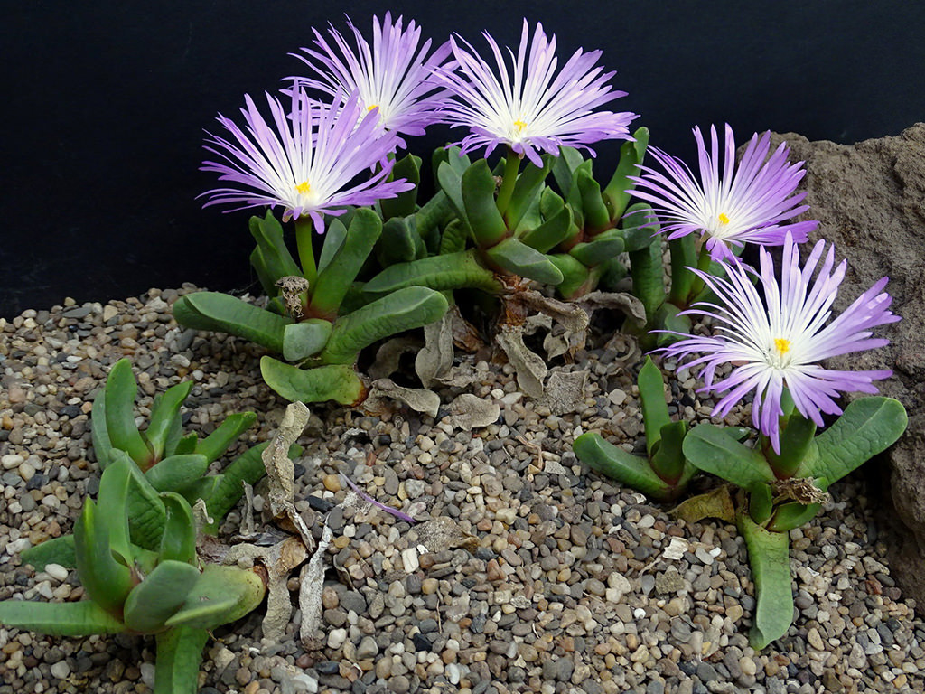 Cerochlamys pachyphylla