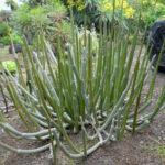 Ceropegia_dichotoma_kz1
