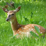 Cervus-nippon-pseudaxis-2
