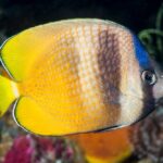 Chaetodon-kleinii-South-Rinca-Island-Indonesia-1