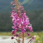Chamerion-angustifolium-scaled