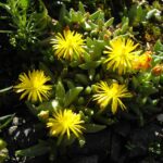 Chasmatophyllum_musculinum_3
