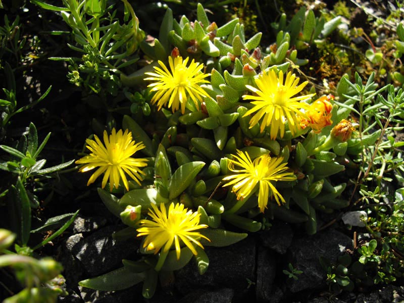 Chasmatophyllum