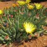 Cheiridipsis_namaquensis2_800x.jpg