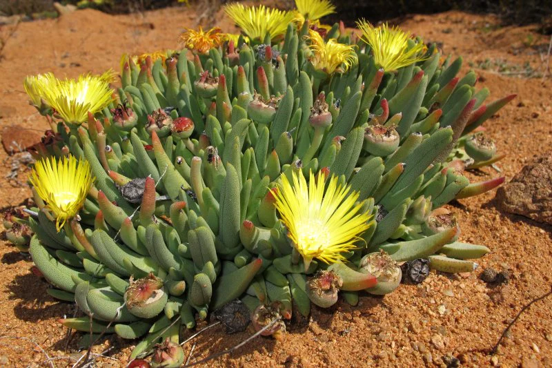 Cheiridopsis inspersa