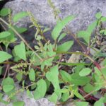 Chenopodium_polyspermum_2005.08.21_15.19.27-p8210052