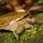 Chinese+Soft-shelled+Turtle+-+Pelodiscus+sinensis-6