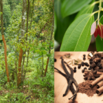 Skořicovník cejlonský Cinnamomum-zeylanicum