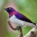 Cinnyricinclus_leucogaster_-_20080321