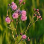 Cirsium_arvense_-_põldohakas
