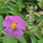 Cistus_ombriosus