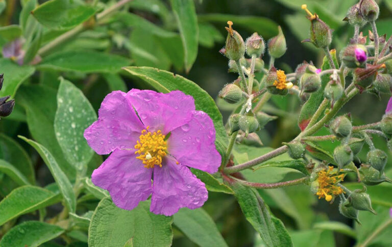 Cistus_ombriosus
