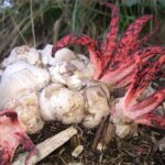 Clathrus_archeri