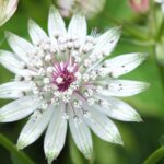 Closeup_of_Astrantia_Major_flower