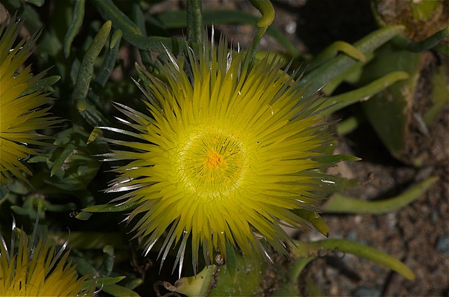 Conicosia communis