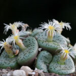 Conophytum-obcordellum-Dumpling1