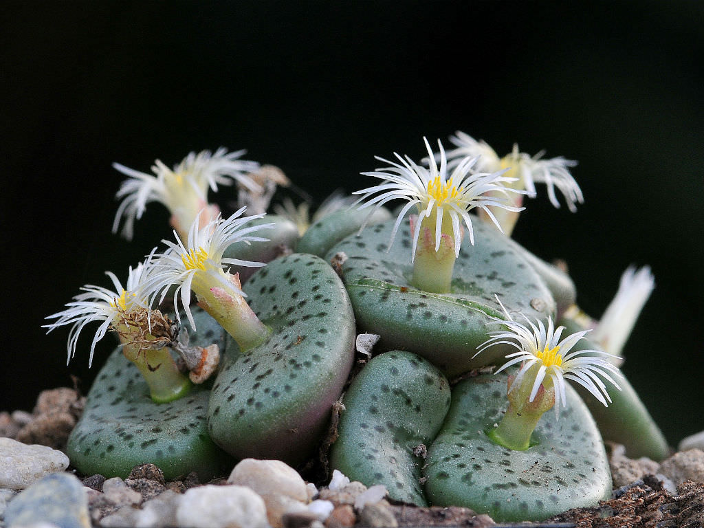 Conophytum obcordellum