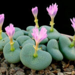 Conophytum-wettsteinii-Cone-Plants2