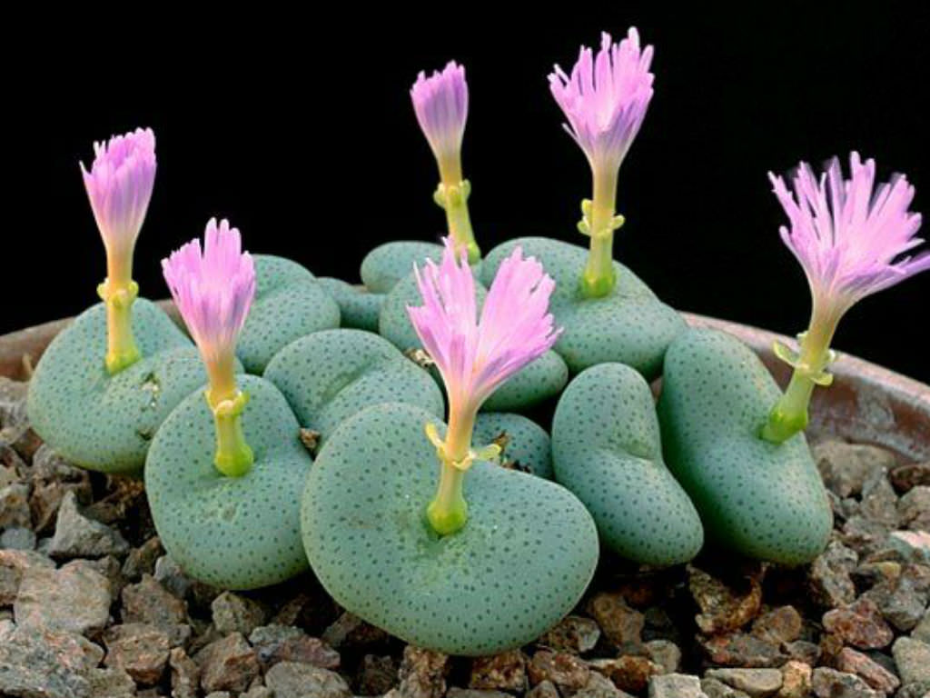 Conophytum wettsteinii