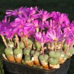 Conophytum_minutum_8577_l