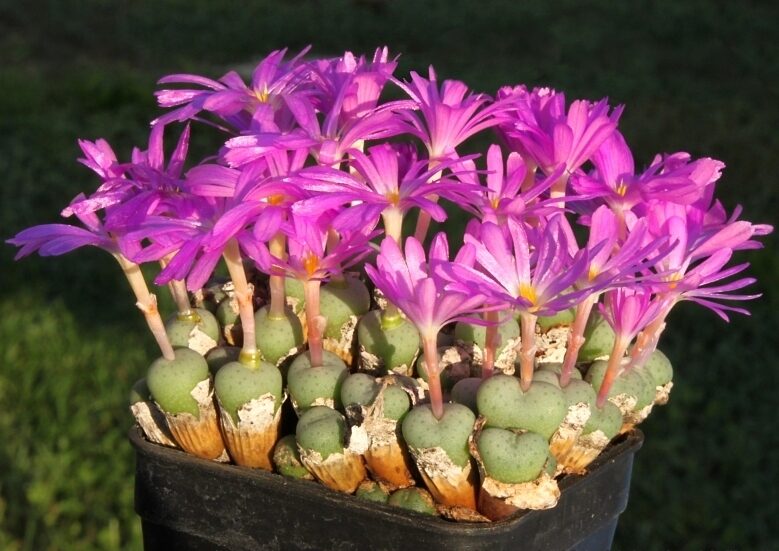 Ophthalmophyllum longum