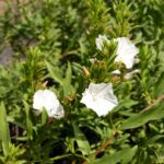 Convolvulus fruticulosus ssp glandulosus_01