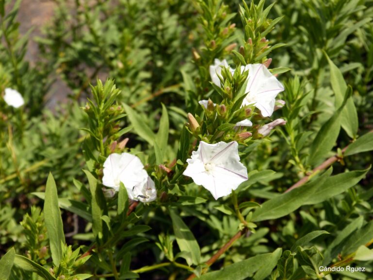 Convolvulus fruticulosus ssp glandulosus_01