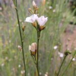 Convolvulus_scoparius_kz2