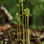 Corallorrhiza_trifida_05_mg-k