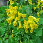 Corydalis lutea sweet shot