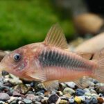 Corydoras-cf.-aeneus-South-Brazil